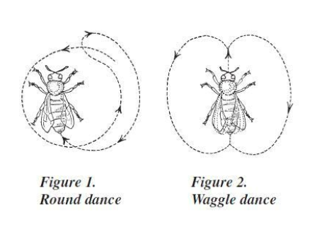 圖1 The Round dance and Waggle dance, as described by Karl Von Frisch, 1976